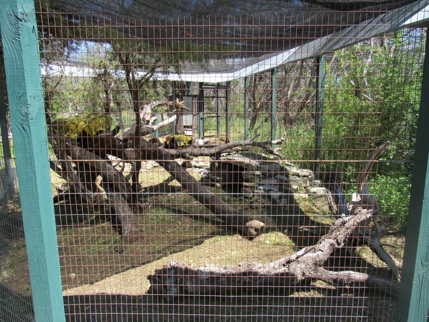 Unused Black Footed Cat Enclosure