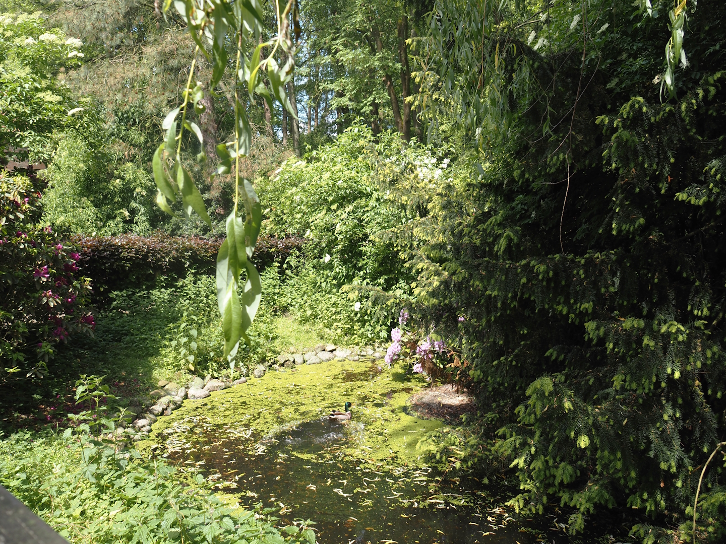 Unused exhibit (With a wild mallard), 2024-05-21