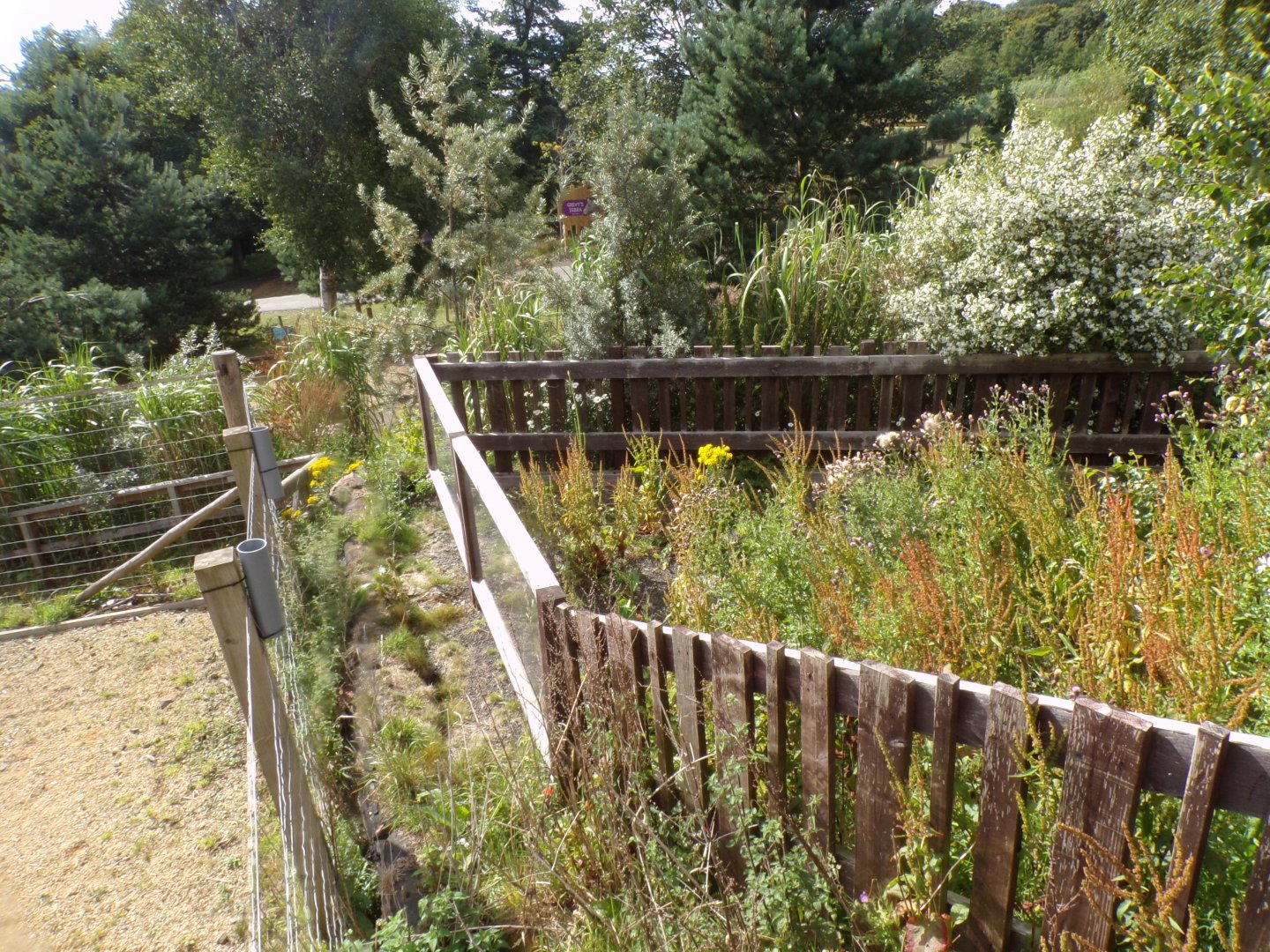 Unused giraffe feeding area (I’ve never noticed this before) 18.7.25