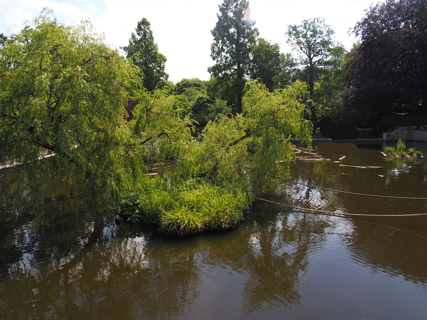 Unused primate island in the large pond - Smaller island connected to large island, 2024-06-30