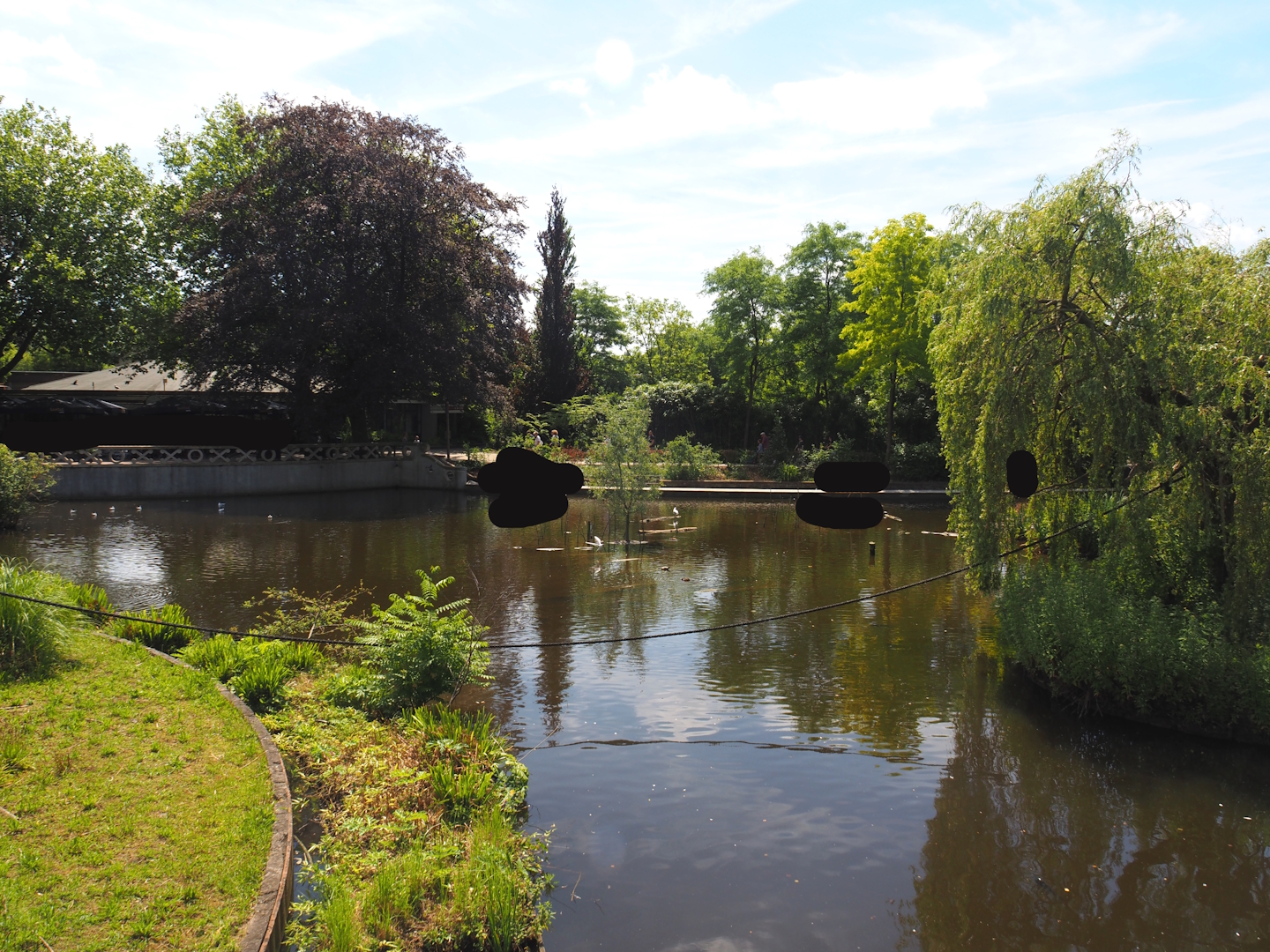 Unused primate island in the large pond - Smaller island connected to large island, 2024-06-30