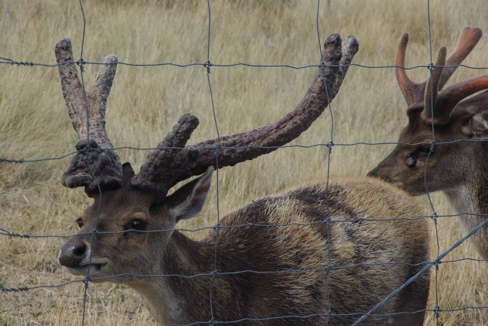 Unusual antler growth