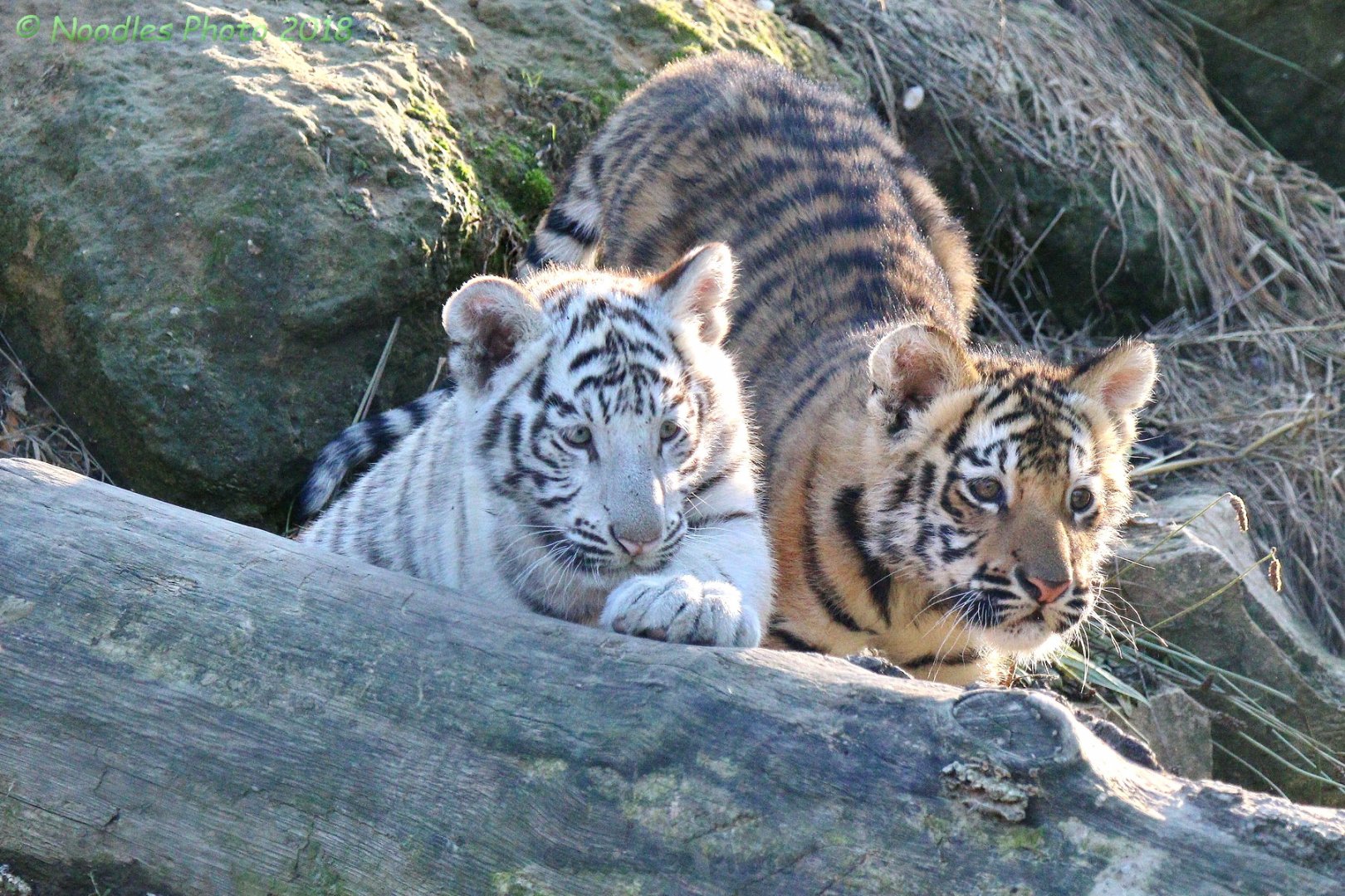 Unusual Bengal Tiger Twins
