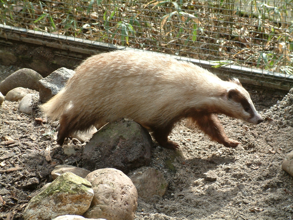 Unusual Brown Badger