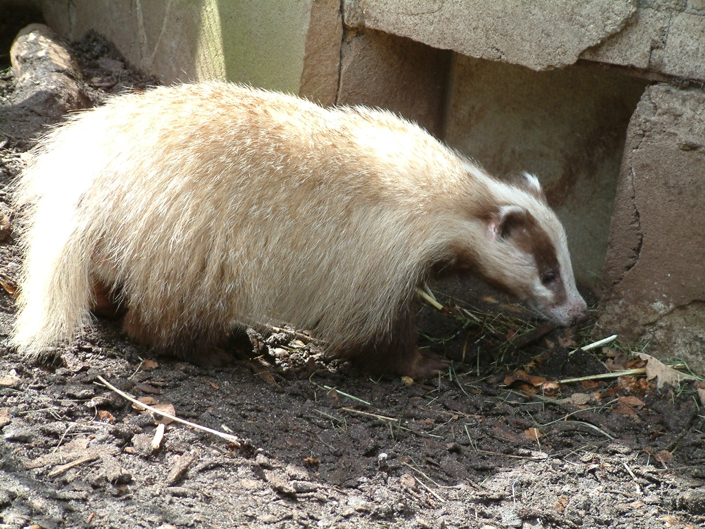 Unusual Brown European Badger