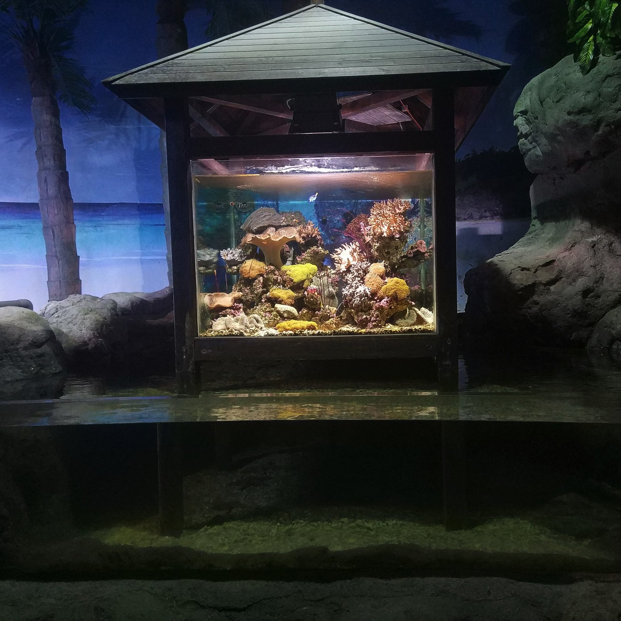 Unusual Coral Exhibit