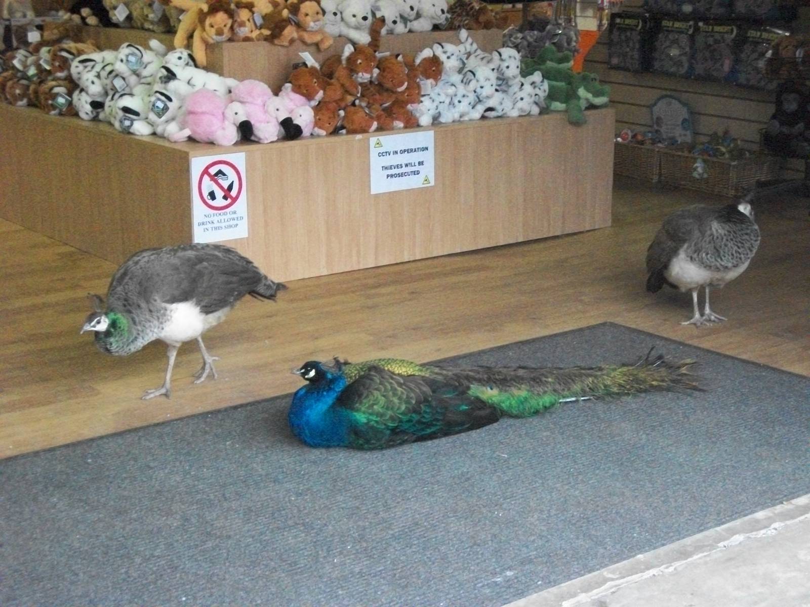 Unusual customers in the gift shop 27th December 2012