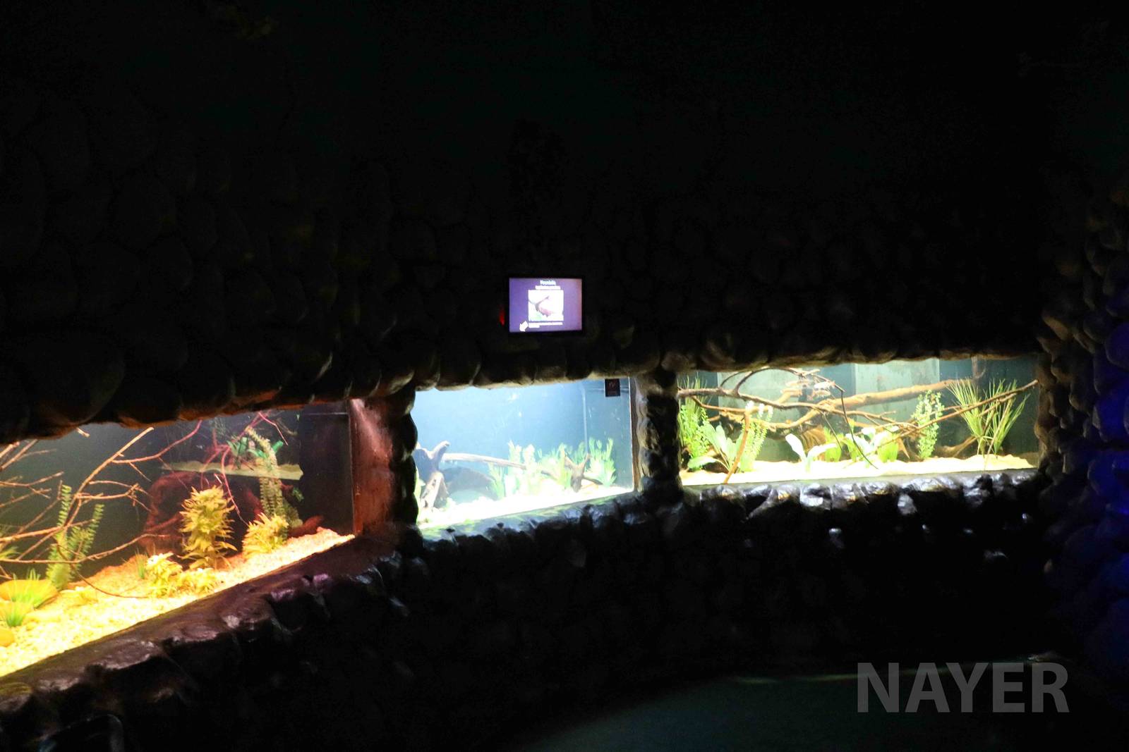 Unusual fish enclosures, April 2016