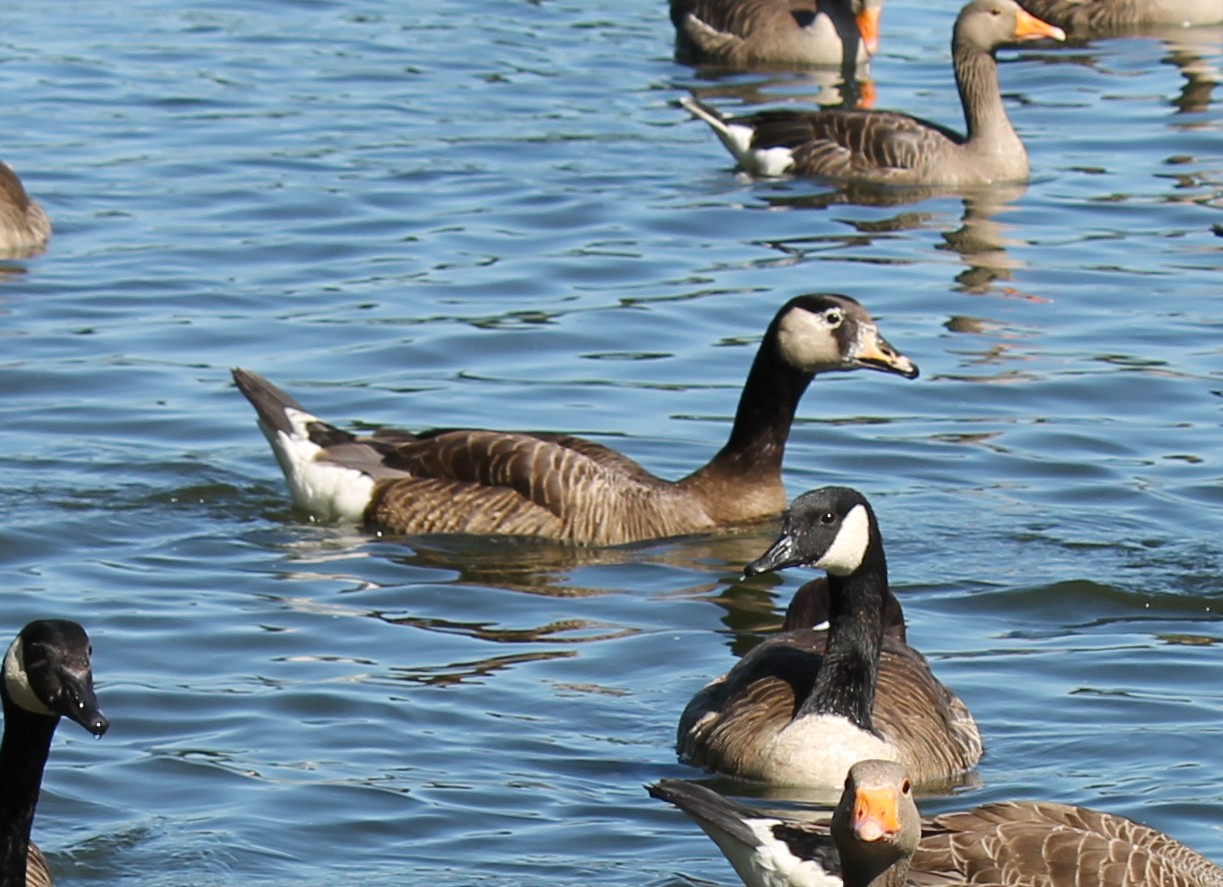 Unusual Goose (2011)