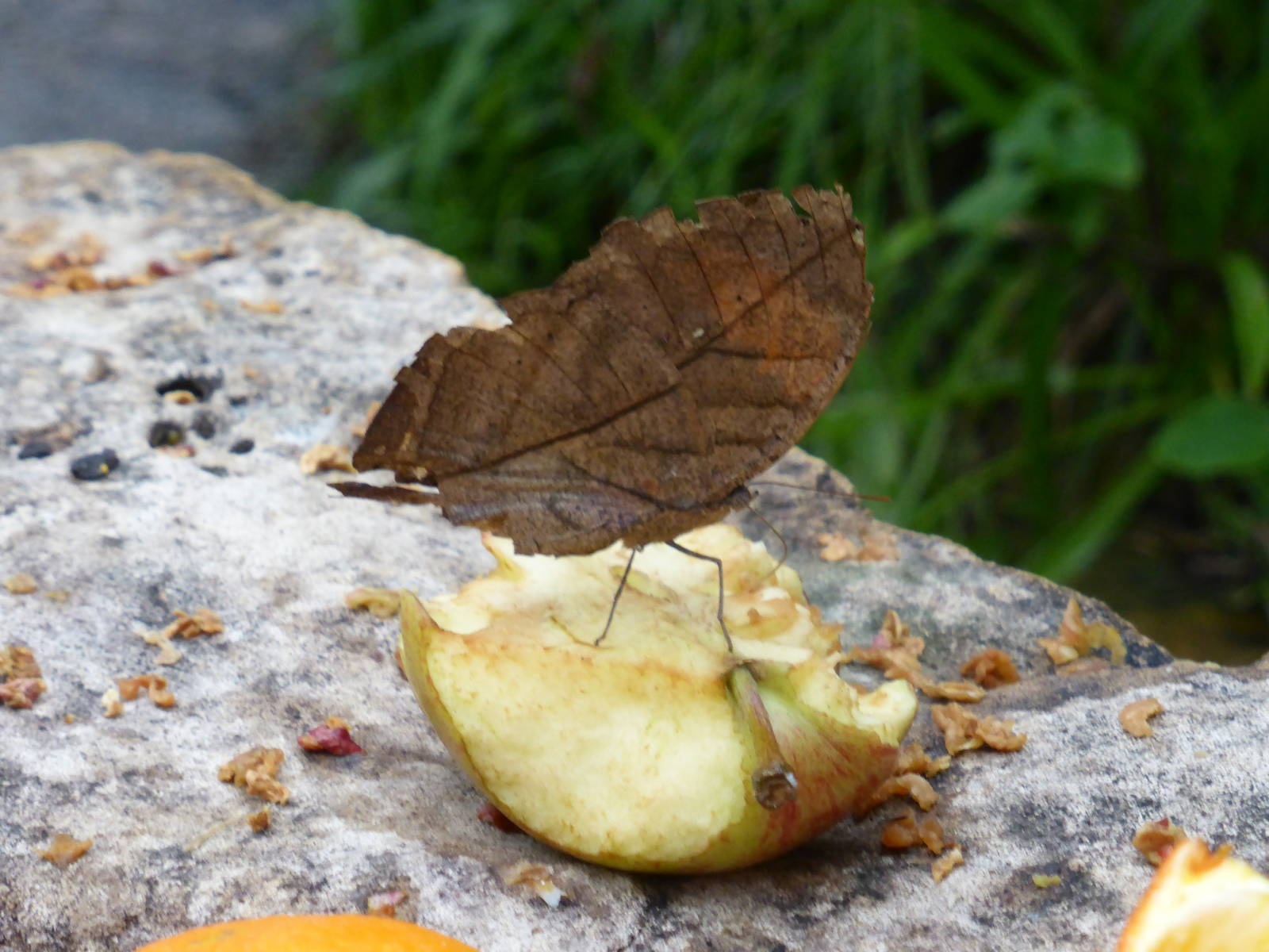 Unusual ' leaf butterfly ' . Please help with identification .