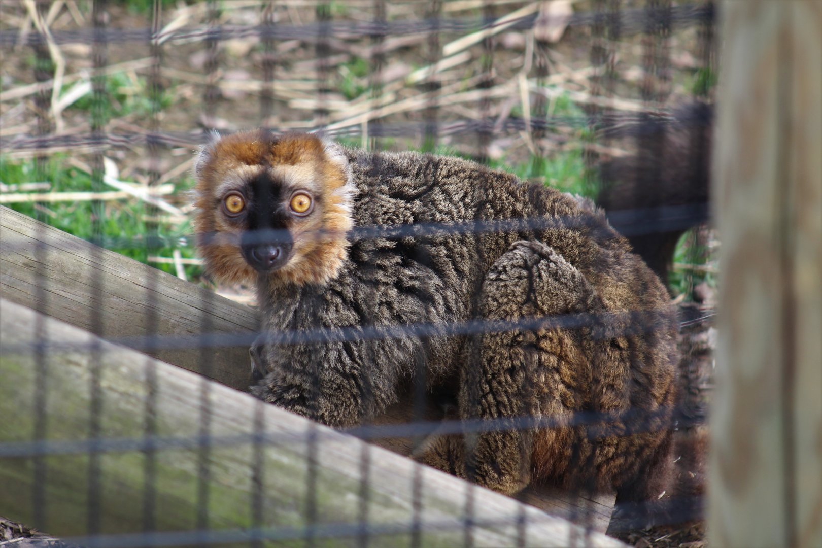 Unusual Lemur Hybrid