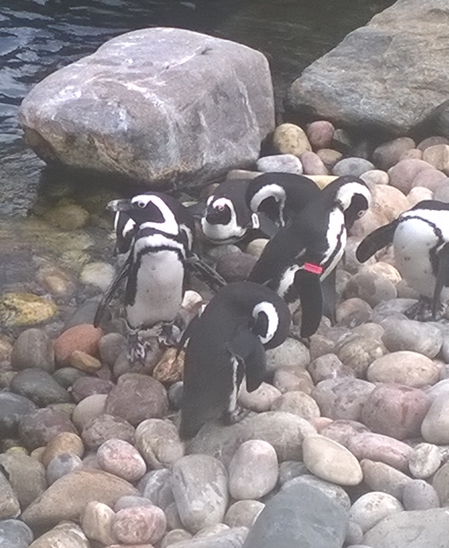 unusual markings on penguin