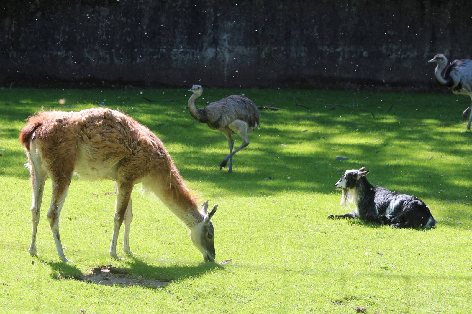 Unusual mixed exhibit