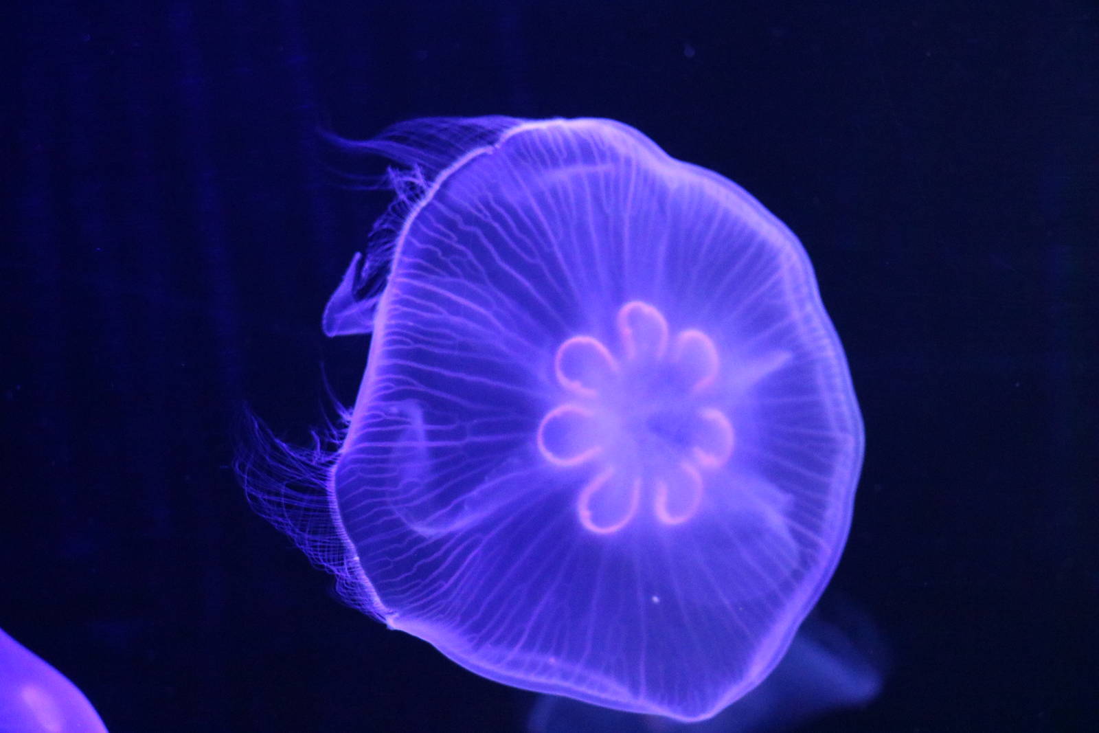 Unusual moon jellyfish - Sumida Aquarium, February 2016