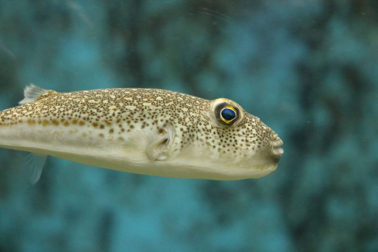 Unusual puffer, February 2016