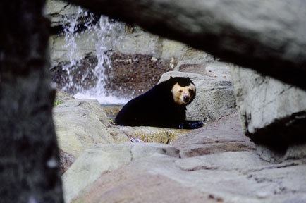 unusual spectacled bear