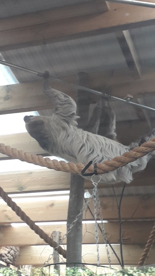 Unusually Active Sloth