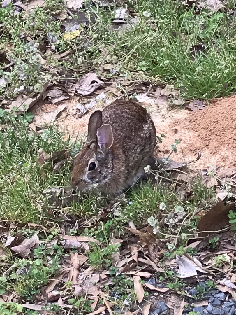 Unusually Chill Cottontail