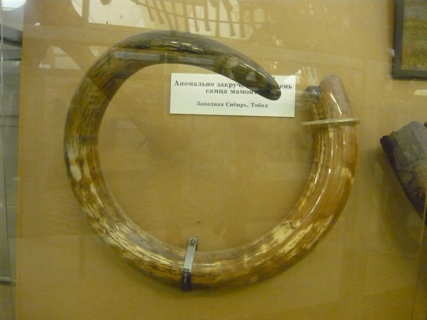 Unusually curved tusk of a male Wolly mammoth