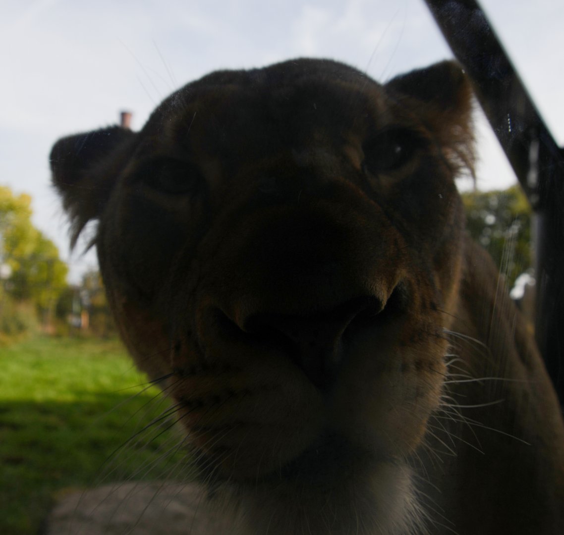 Up close and personal with a lioness