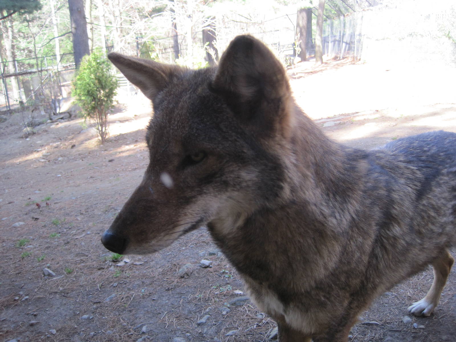 Up Close and Personal With a Red Wolf