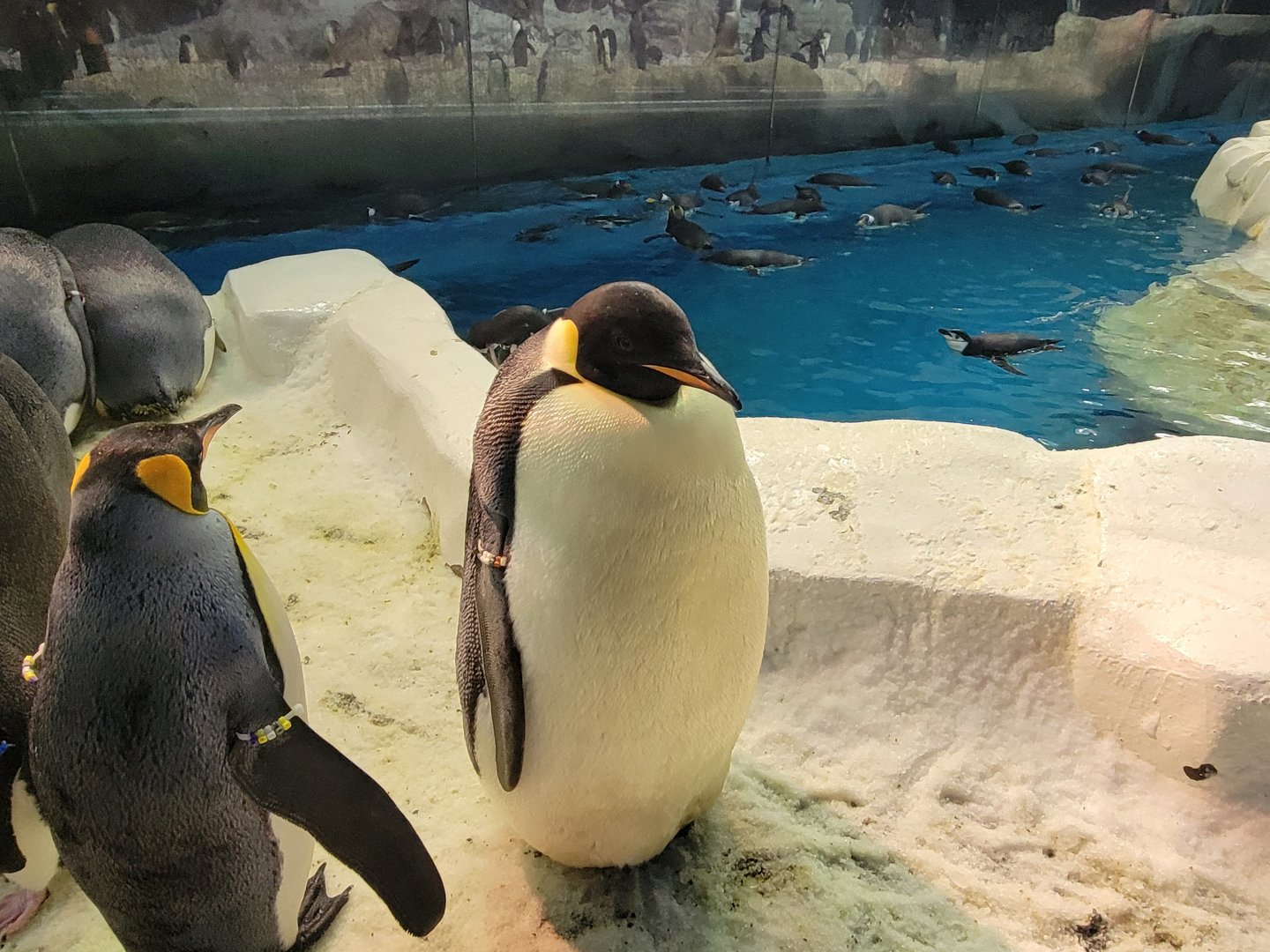 up close and personal with an emperor penguin!