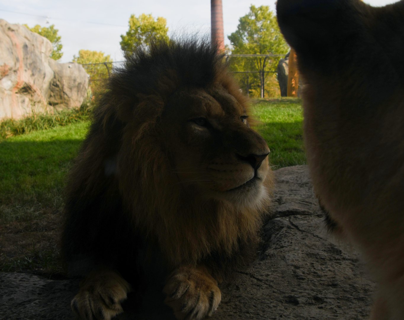Up close and personal with the lions