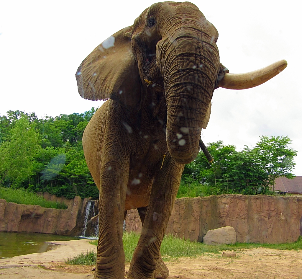 Up-Close-and-Personal with Willy