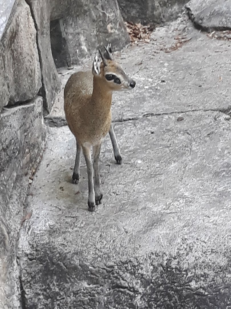 Up close klipspringer