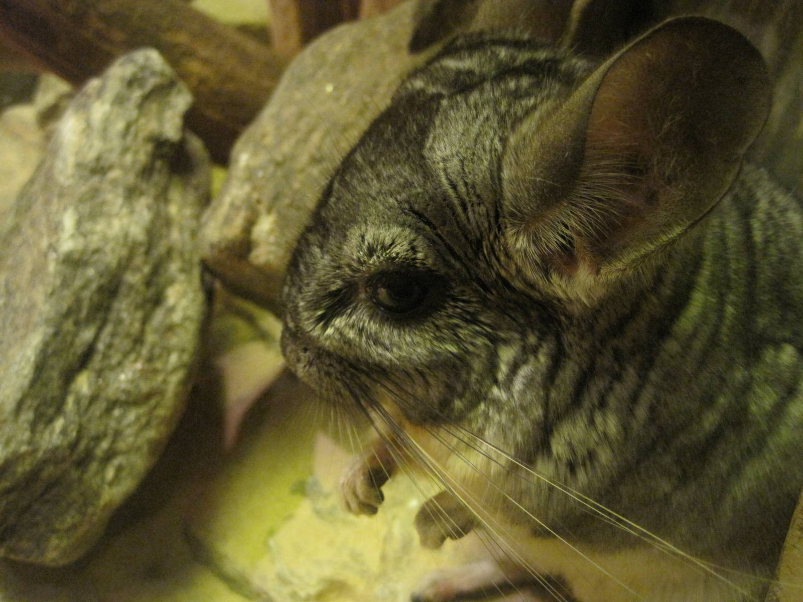 Up-Close With A Chinchilla