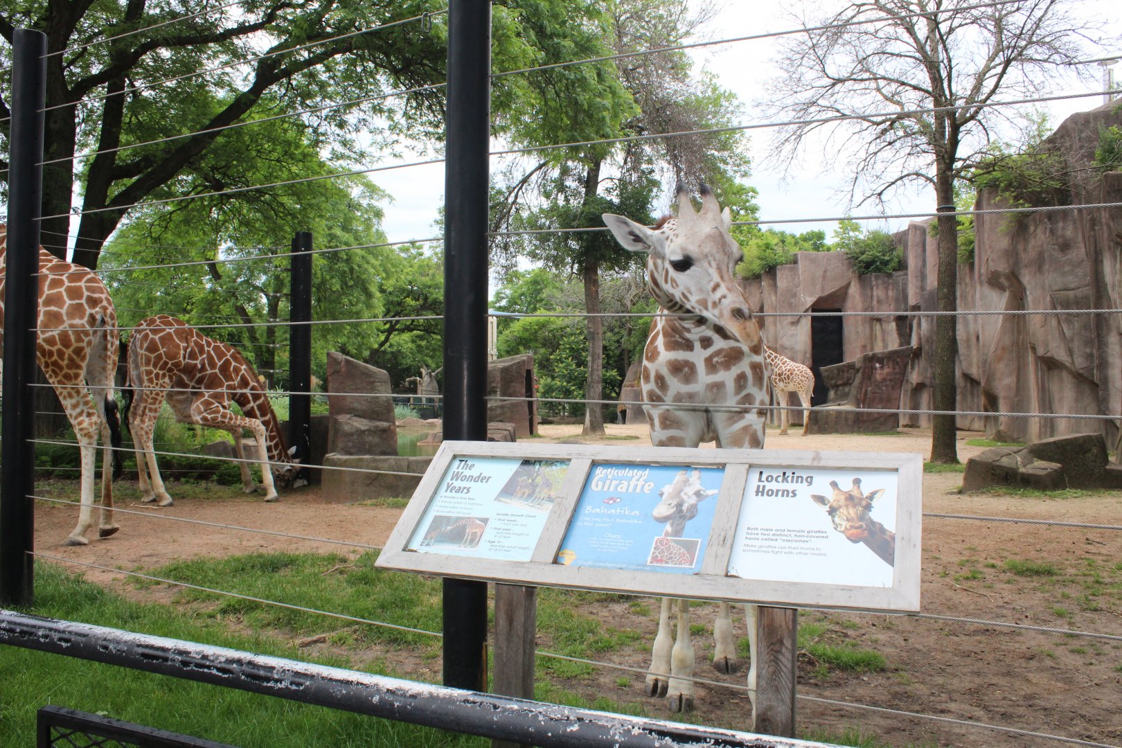 Up Close with a Giraffe