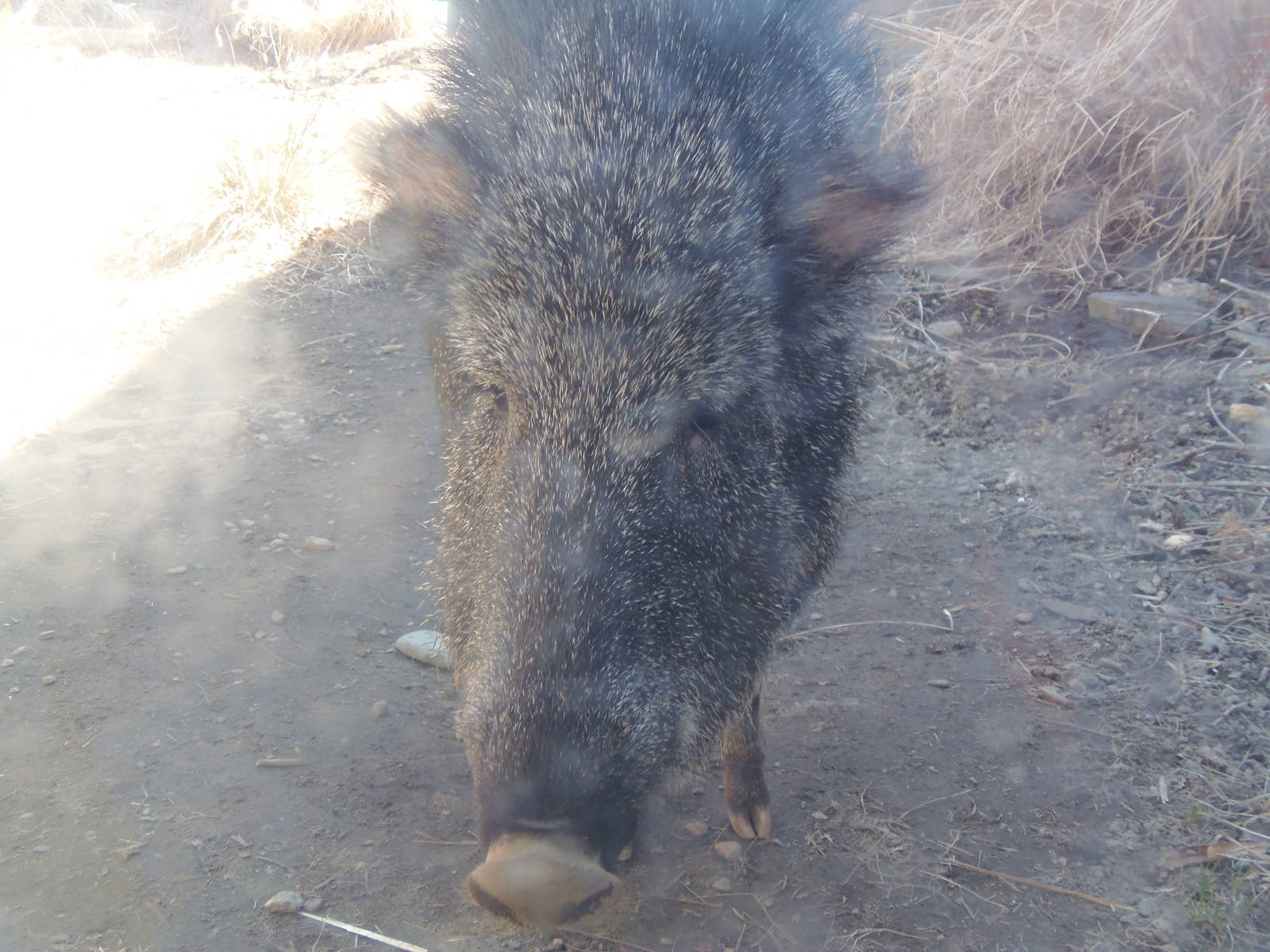 Up Close With A Peccary