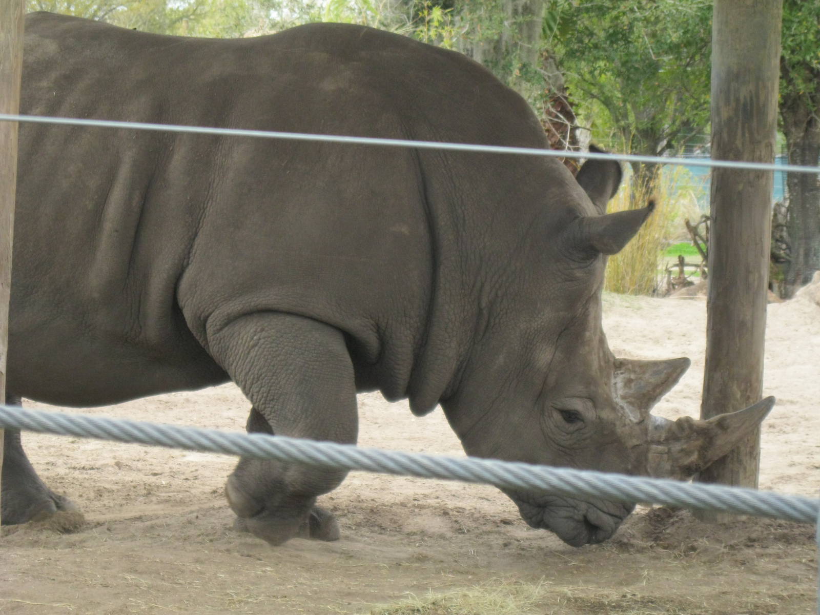 Up Close with a Rhino