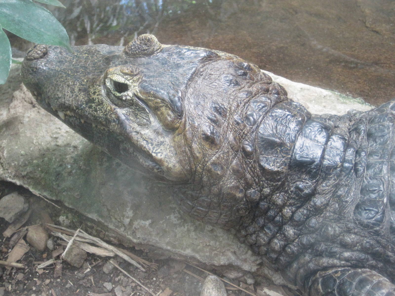 Up Close with a Yacare Caiman