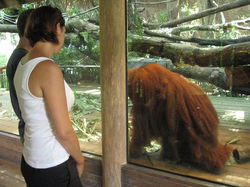 Up close with Charlie, Singapore Zoo