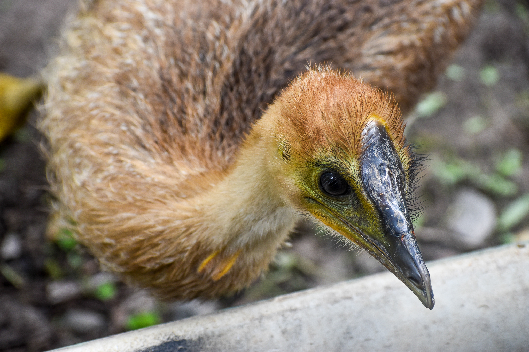 Up-close with the Cassowary Chick