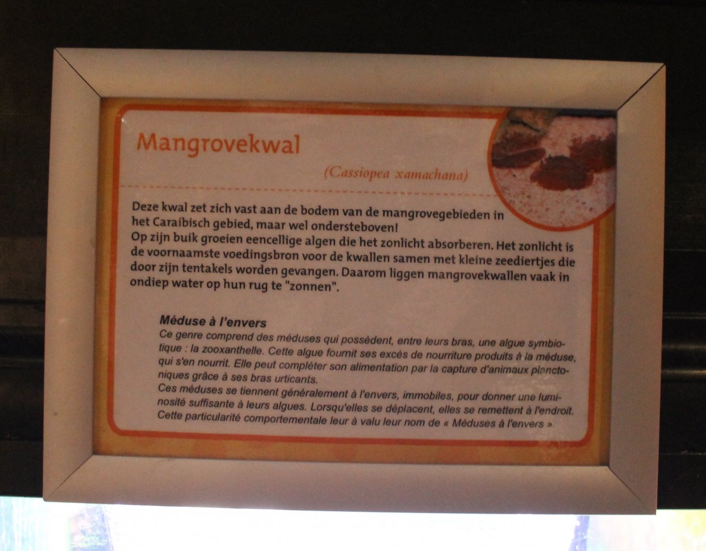 Up-side-down jellyfish-sign