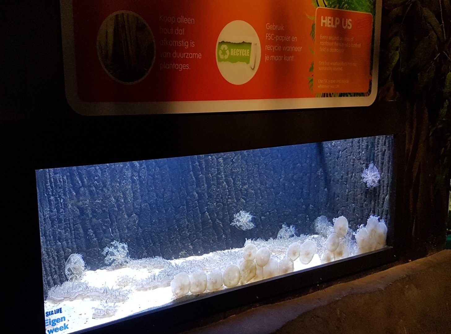 Up-side-down jellyfish-tank