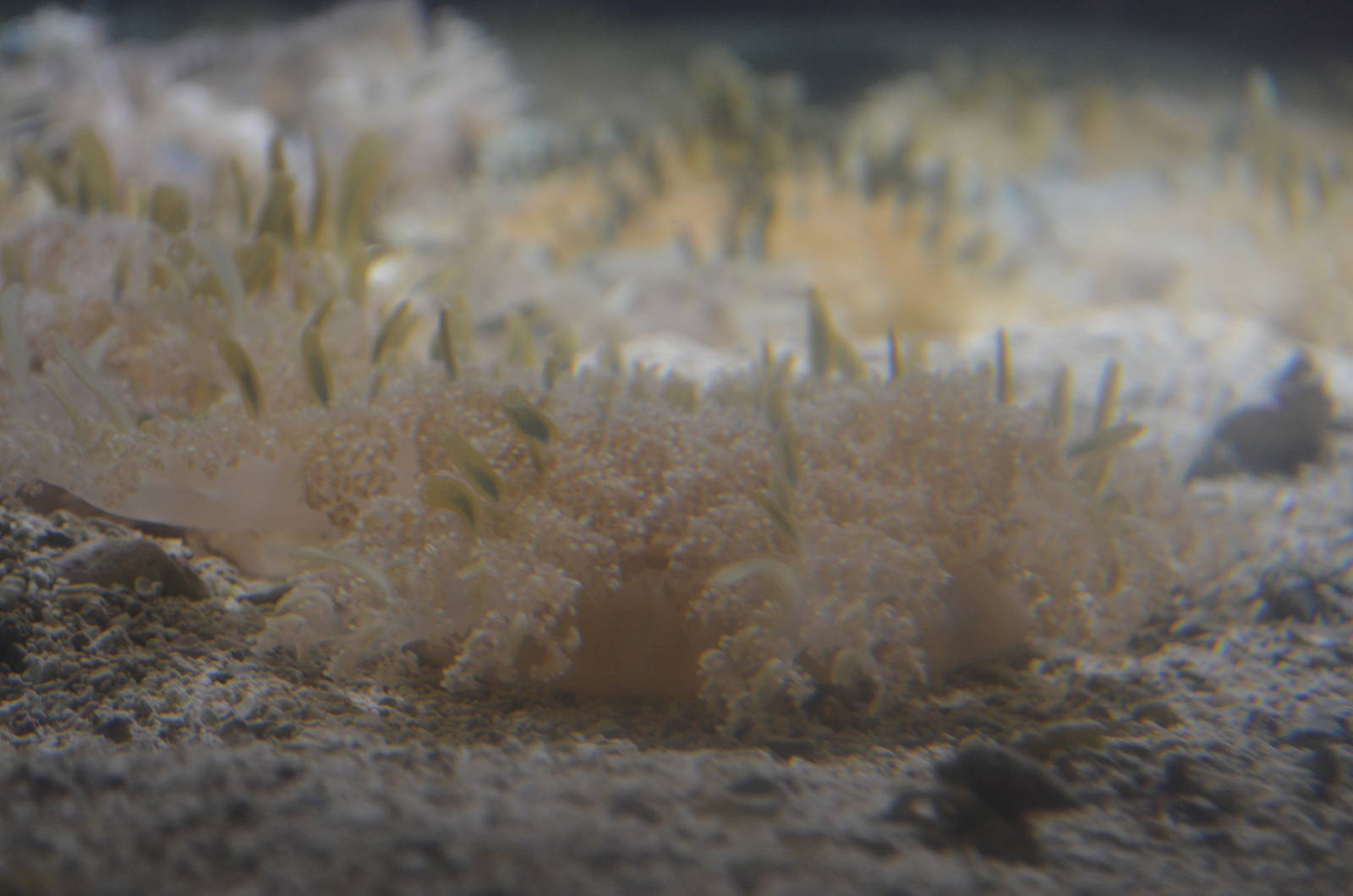 Up-side down jellyfish