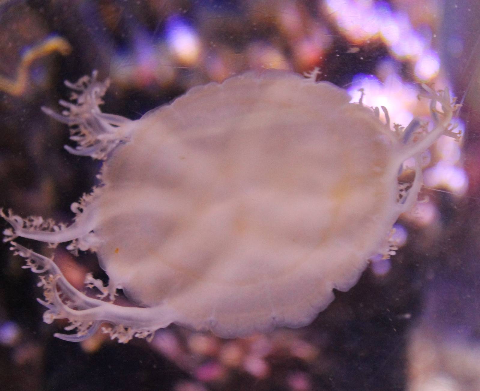 Up-side-down jellyfish