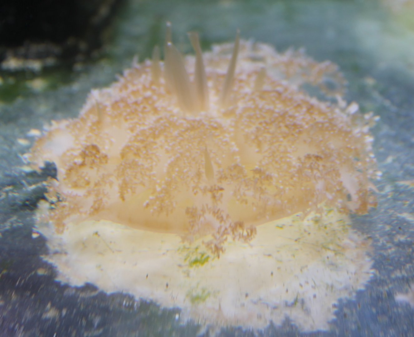 Up-side-down jellyfish