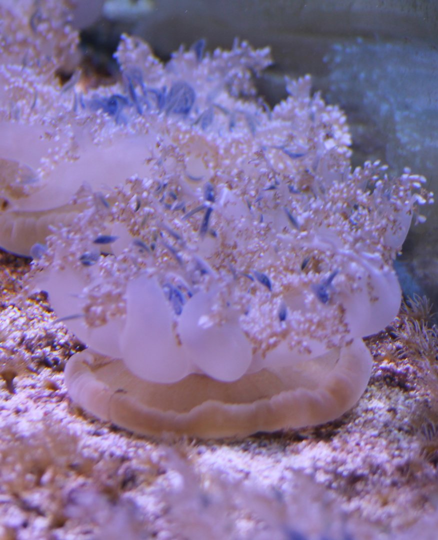 Up-side-down jellyfish