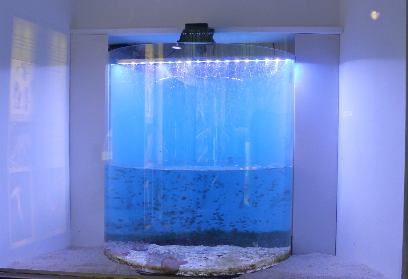 Up-side-down jellyfish