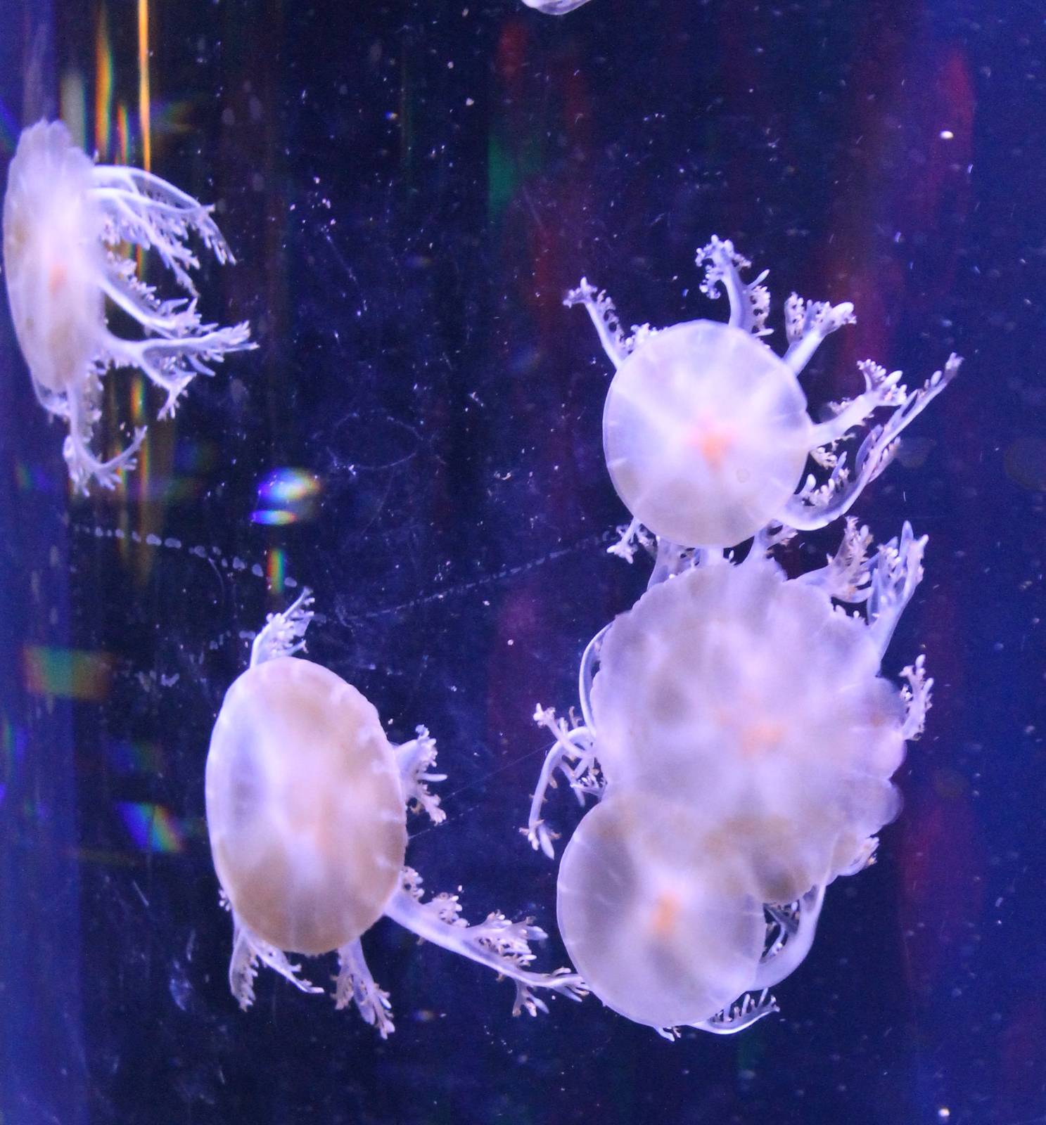 Up-side-down jellyfishes