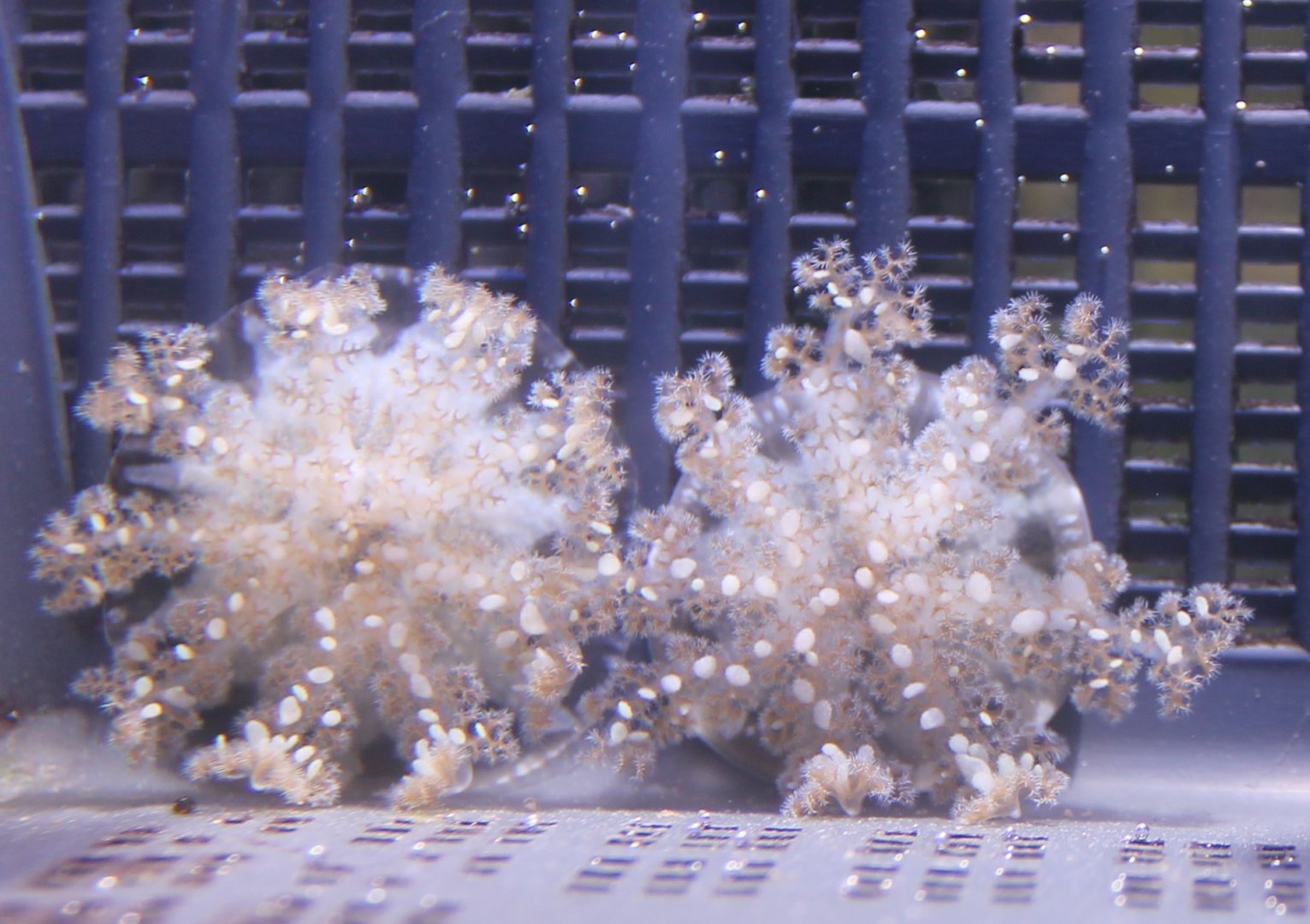 Up-side-down jellyfishes