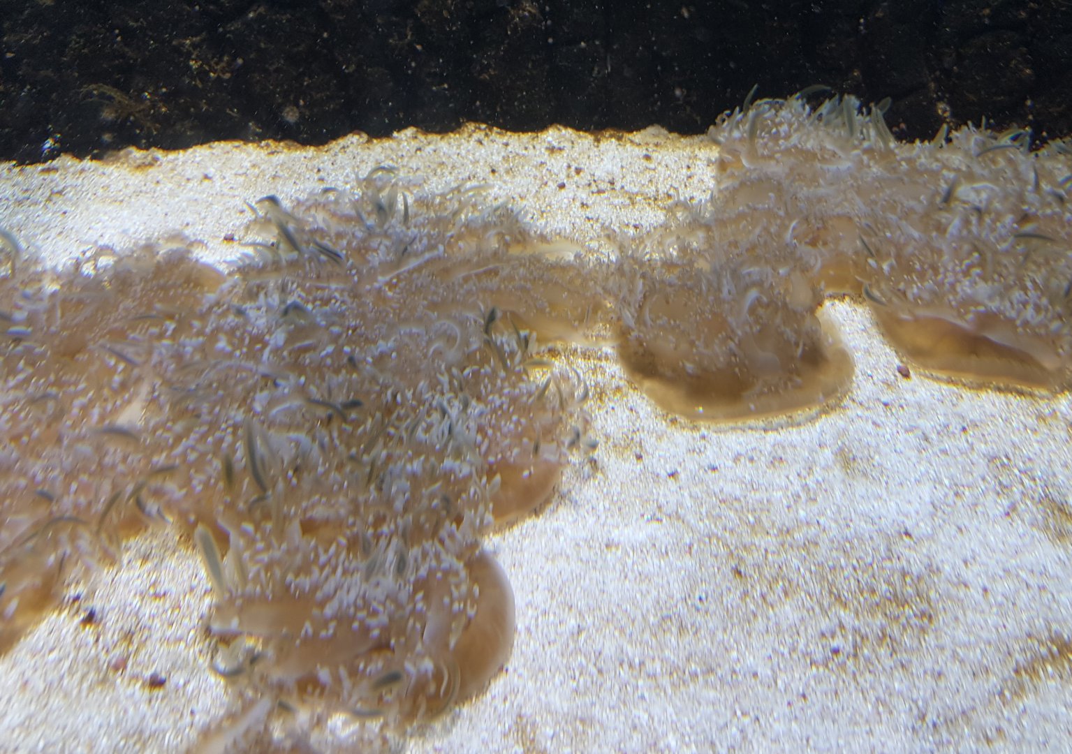 Up-side-down jellyfishes