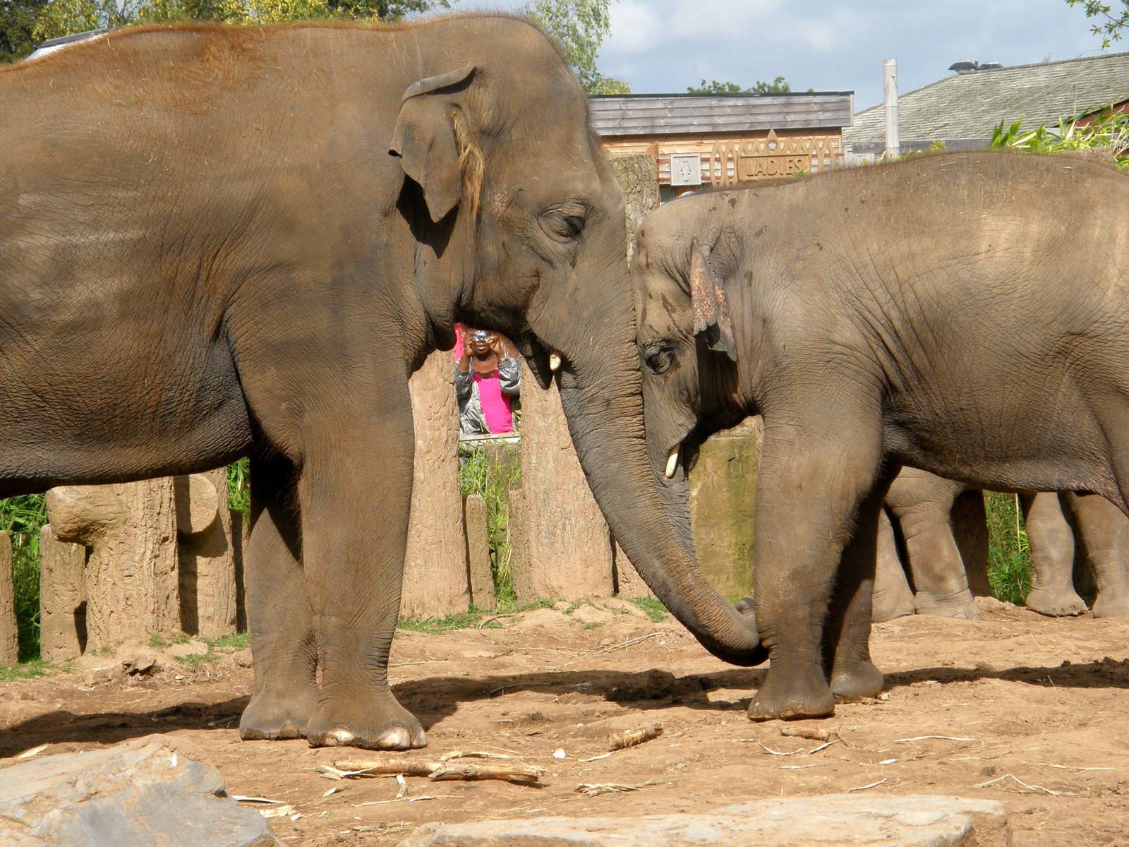 Upali and Tunga - Chester Zoo