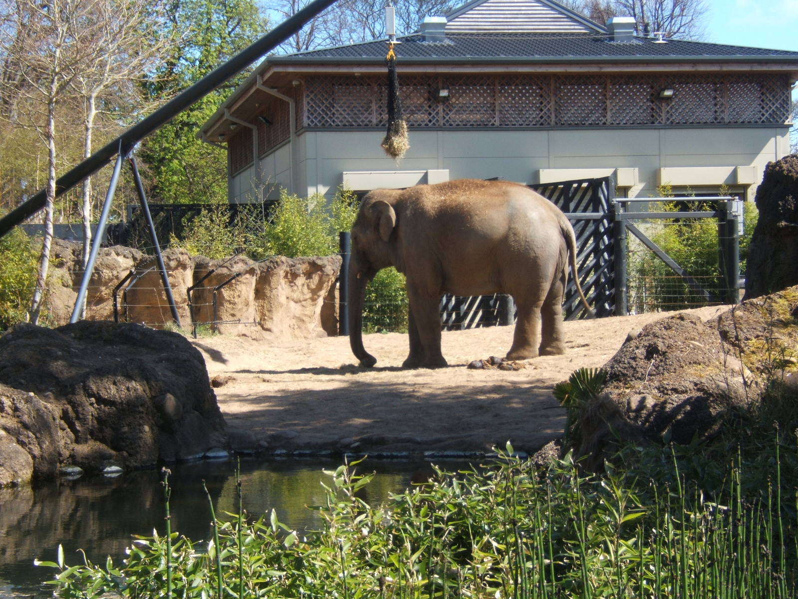 Upali in the Bull enclosure