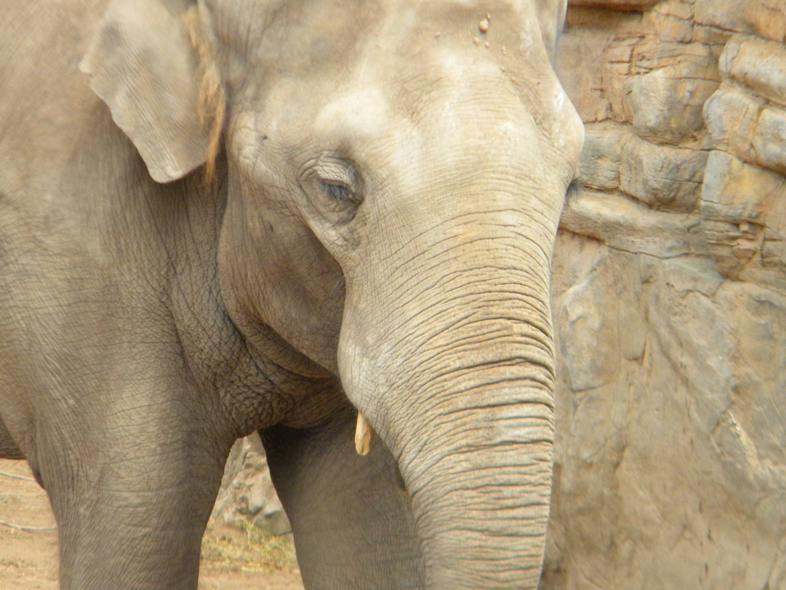Upali the Asian Elephant at Chester Zoo 11/06/11
