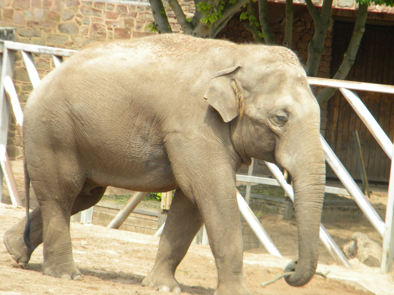 Upali the Asian Elephant at Chester Zoo 11/06/11